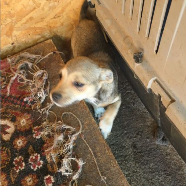 MARA - Chien à adopter