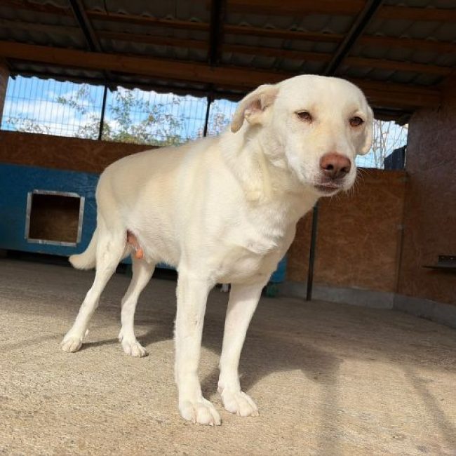ATLAS - Chien à adopter