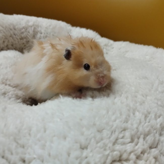 Tac - Rongeur Hamster à adopter