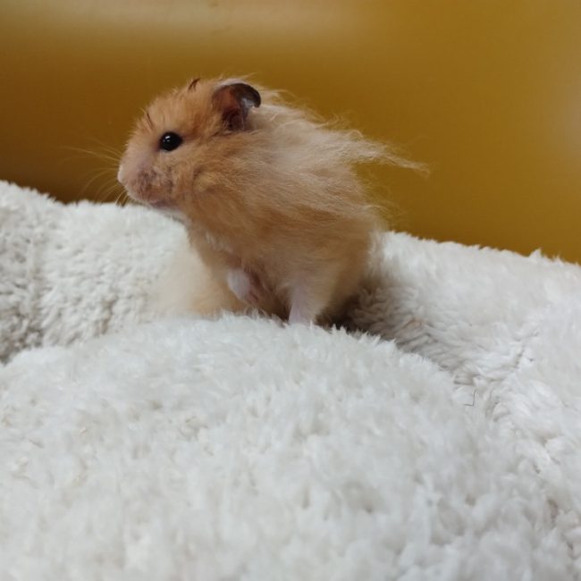 Tic - Rongeur Hamster à adopter