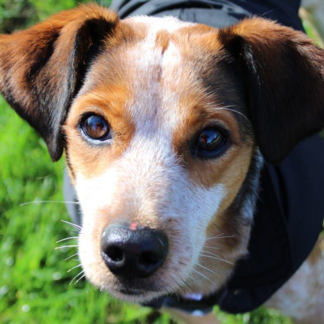 Todd - Chien Epagneul Allemand à adopter