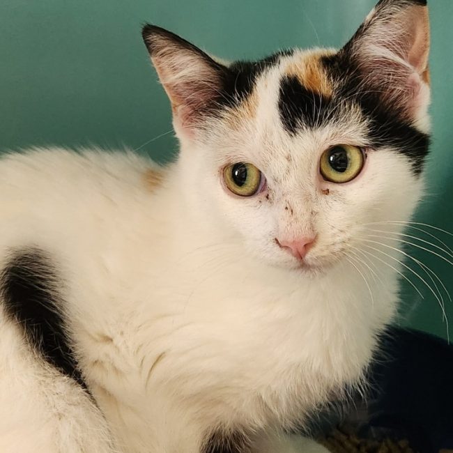 Bruine - Chat Européen à adopter