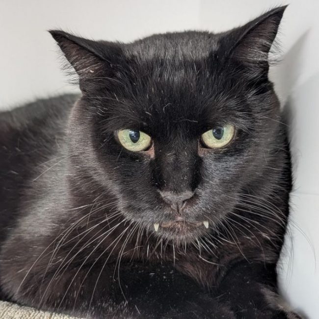 Nixon - Chat Européen à adopter