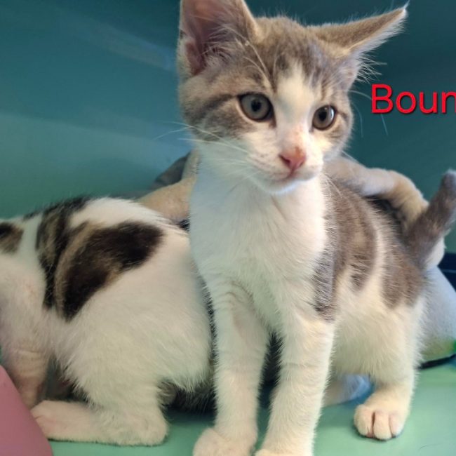 Bounty - Chat Européen à adopter