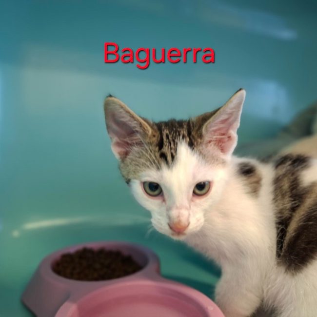 Baguerra - Chat Européen à adopter
