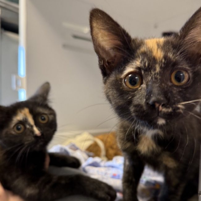 Cerise et framboise - Chat Européen à adopter