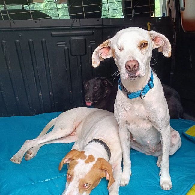 JADE - Chien à adopter