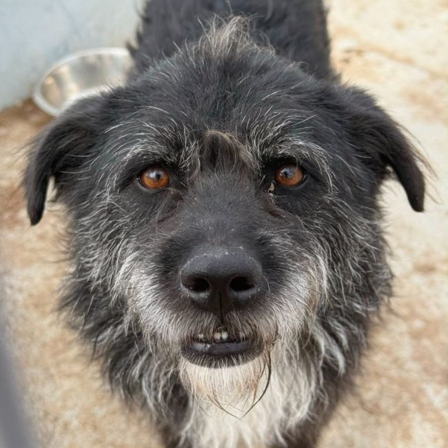 COAL - Chien à adopter