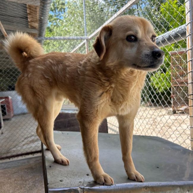 DINGO