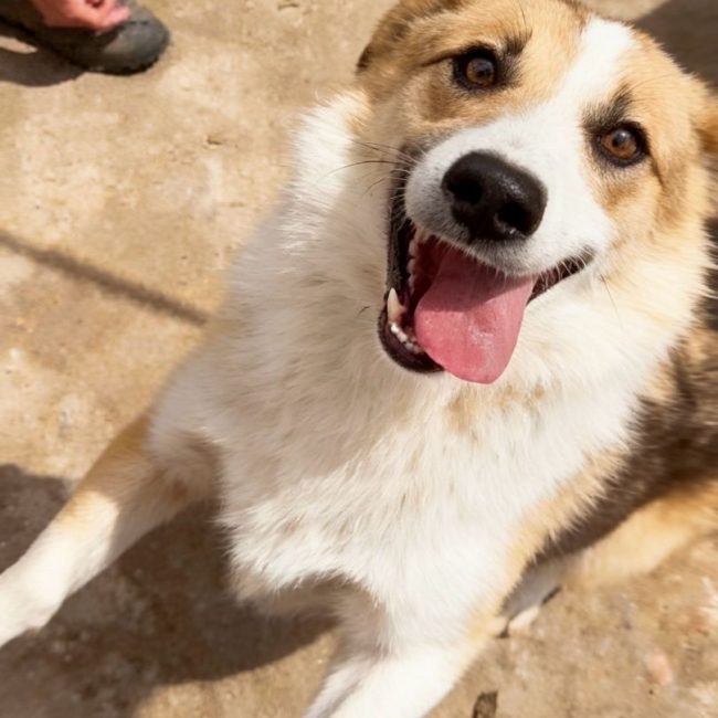 KOSTA - Chien à adopter