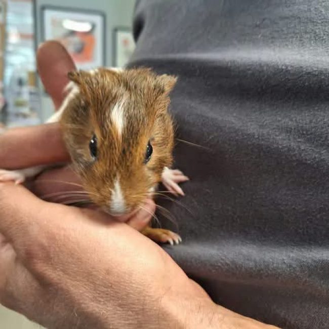 Nana - Rongeur Cobaye à adopter