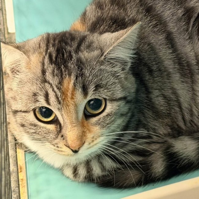 Suki - Chat Européen à adopter