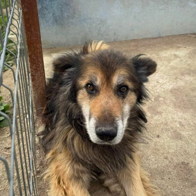 BANJO - Chien Berger Australien x Berger Allemand à adopter