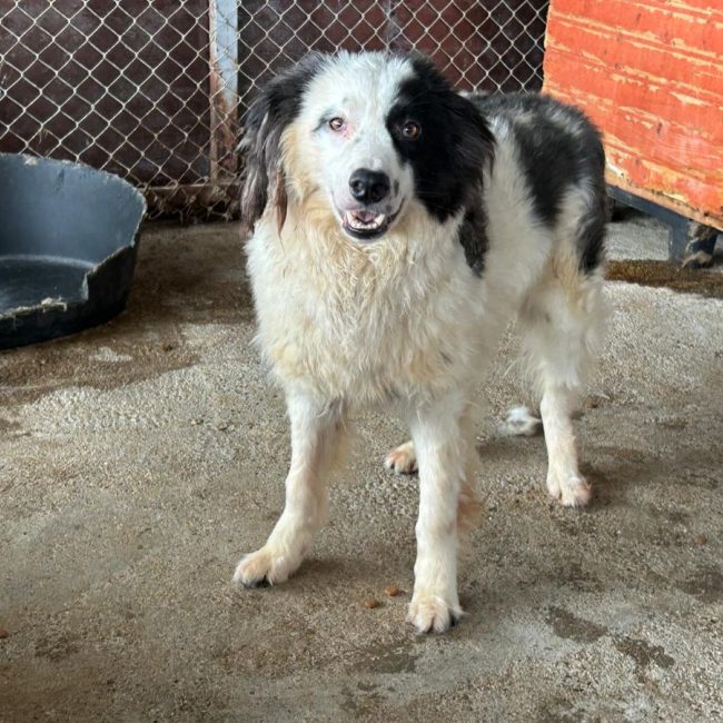 FLOKI - Chien à adopter
