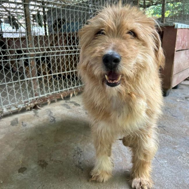 DIETER - Chien à adopter