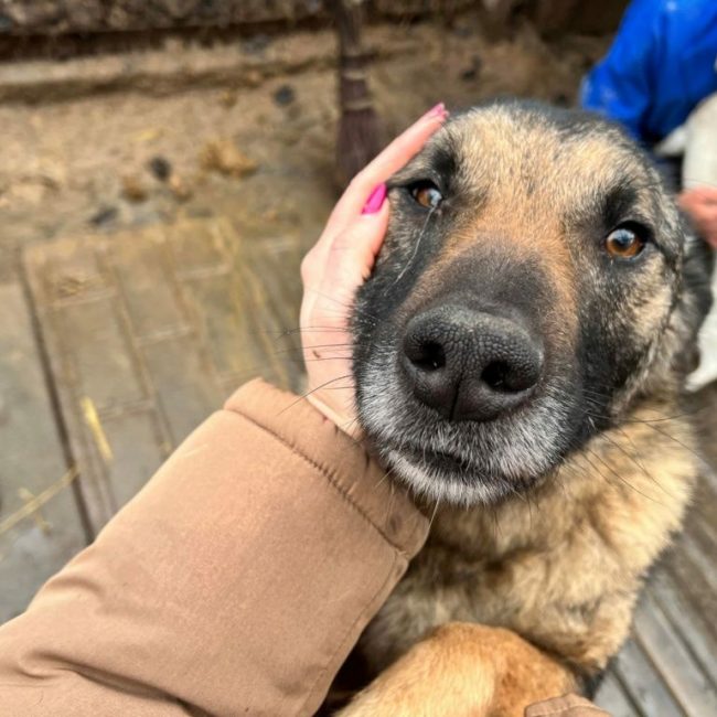 TEXAS - Chien à adopter