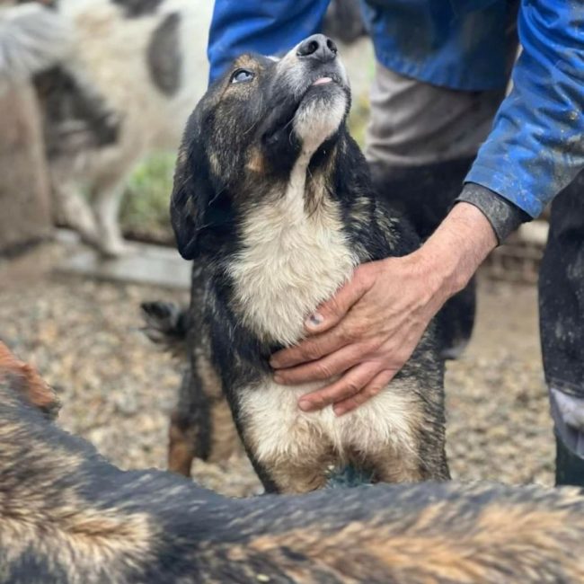 PANN - Chien à adopter