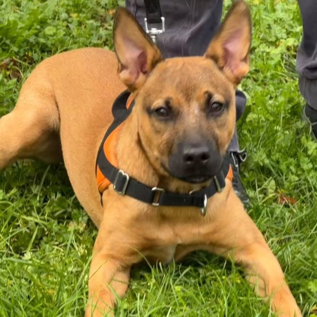 Lana - Chien à adopter