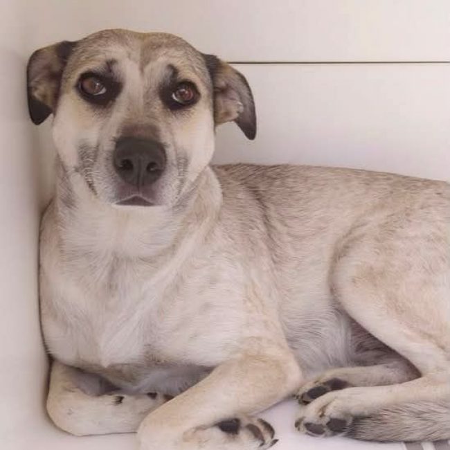 Hailey - Chien à adopter