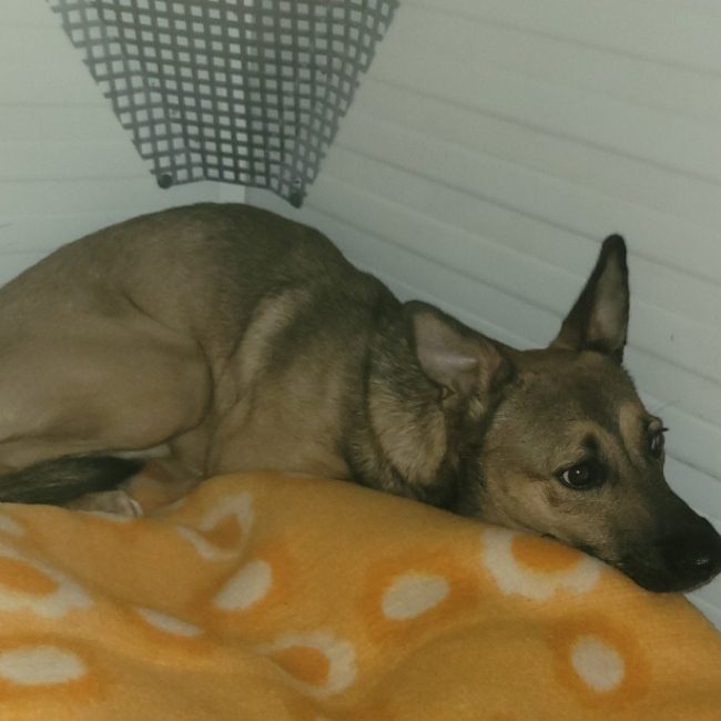 Miky - Chien Berger à adopter