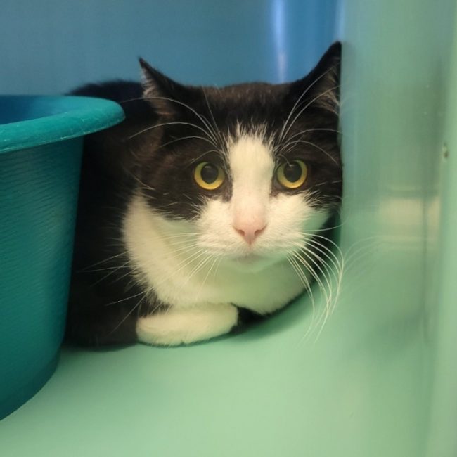 Figaro