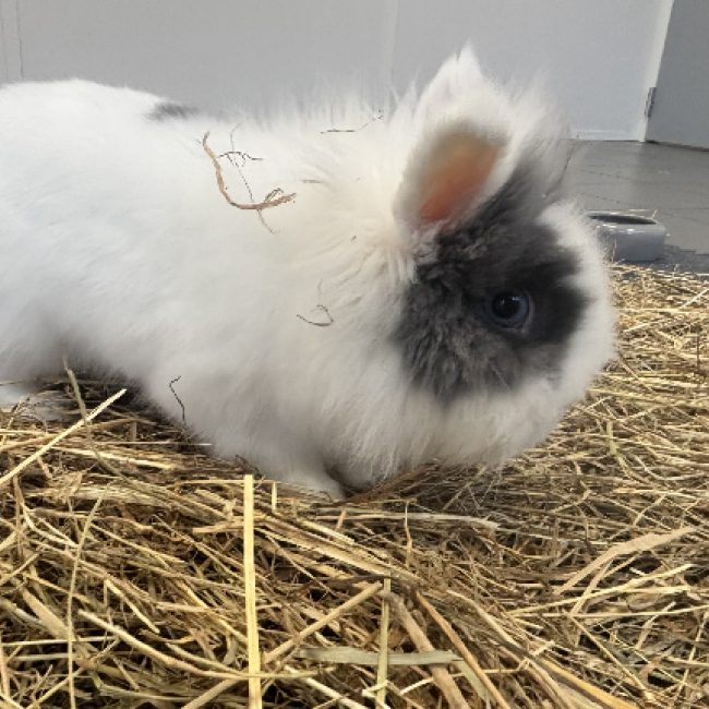 Loki - Rongeur Lapin à adopter