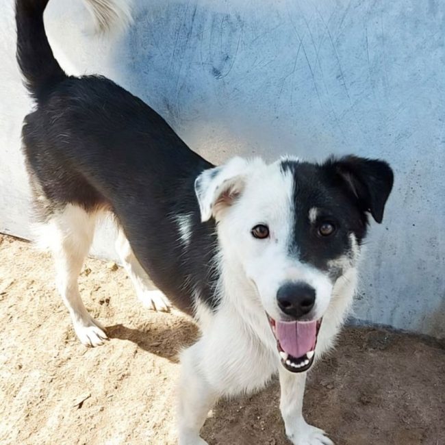 Flossie - Chien à adopter
