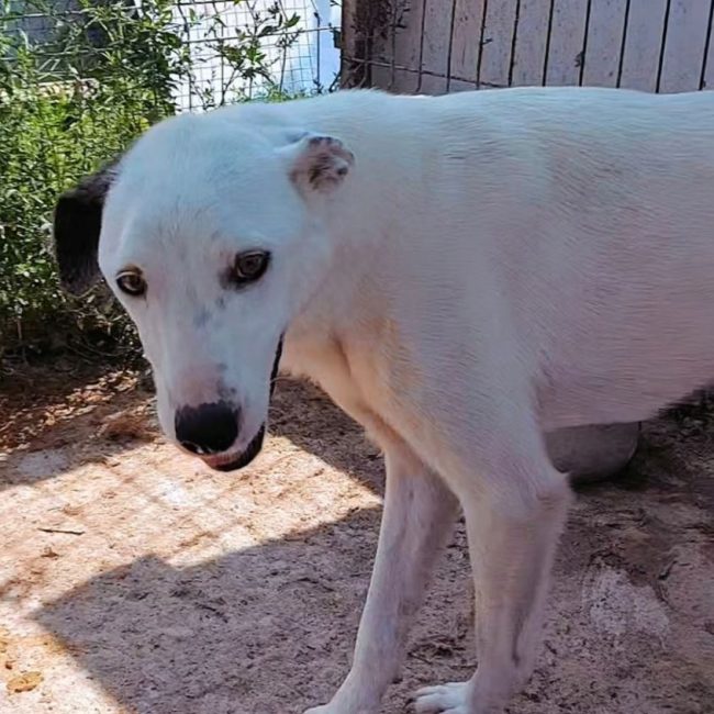 Pippi - Chien à adopter