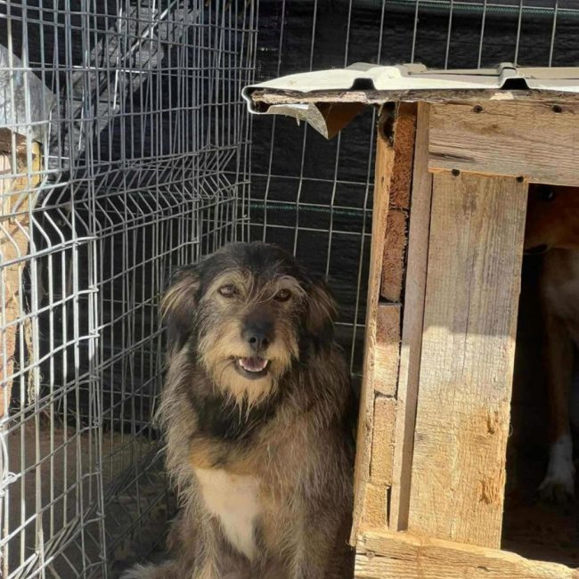 Camella - Chien à adopter