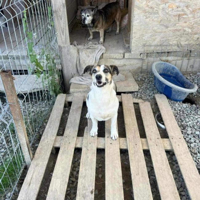 Mira - Chien à adopter