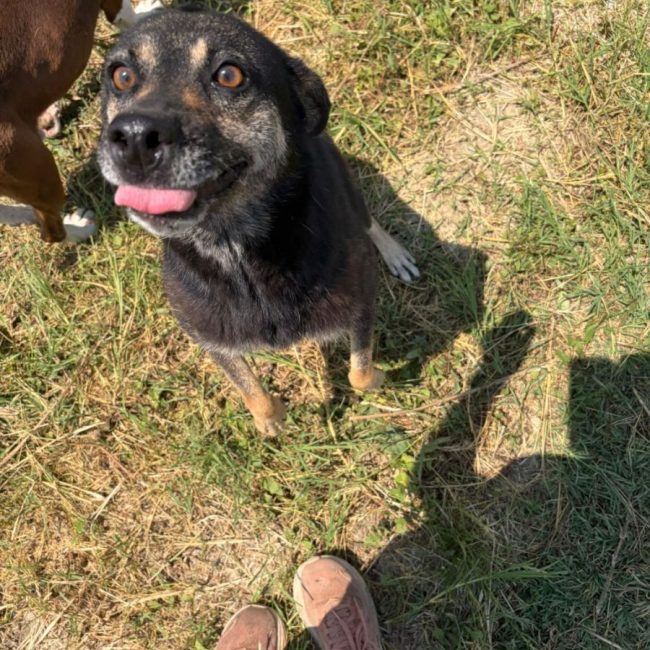 Merry - Chien à adopter