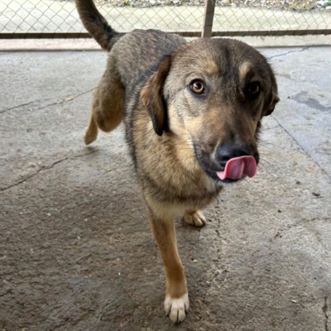 Lola - Chien à adopter