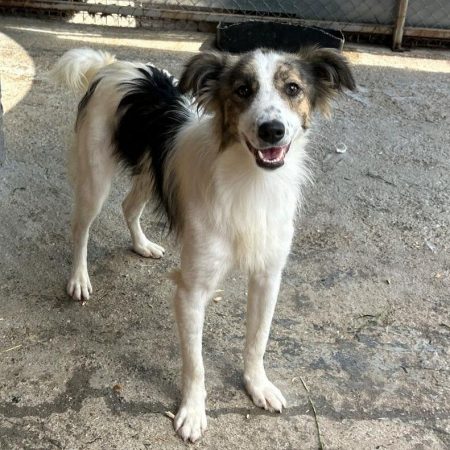 Fiene - Chien à adopter