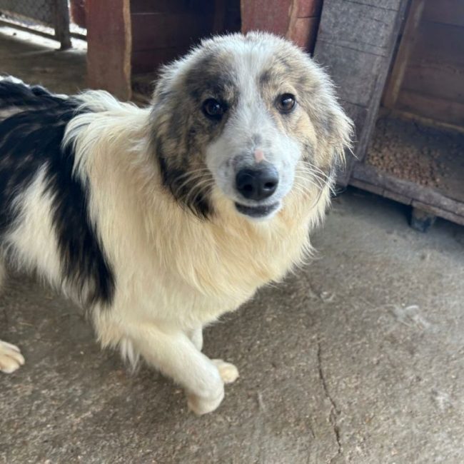 Fiene - Chien à adopter
