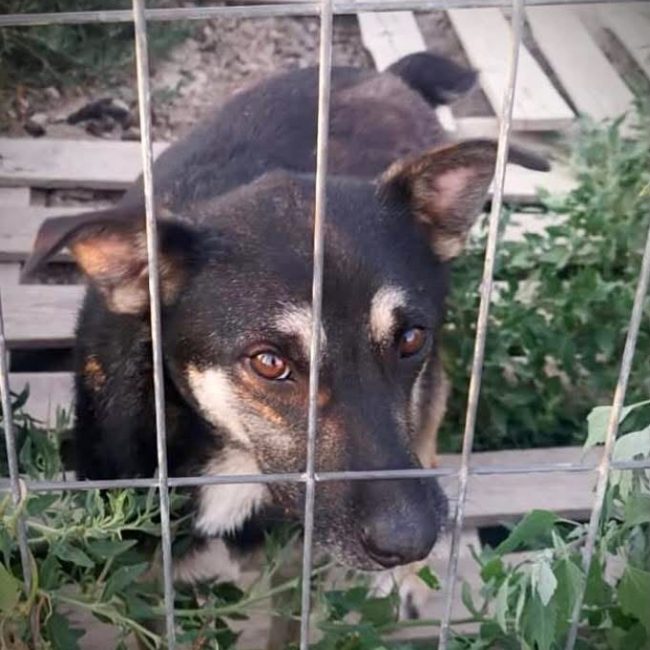 Diana - Chien à adopter