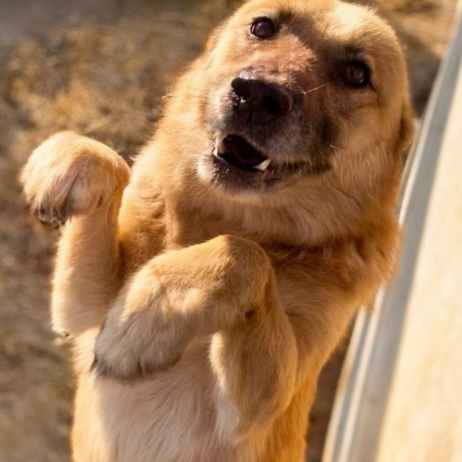 Kira - Chien à adopter