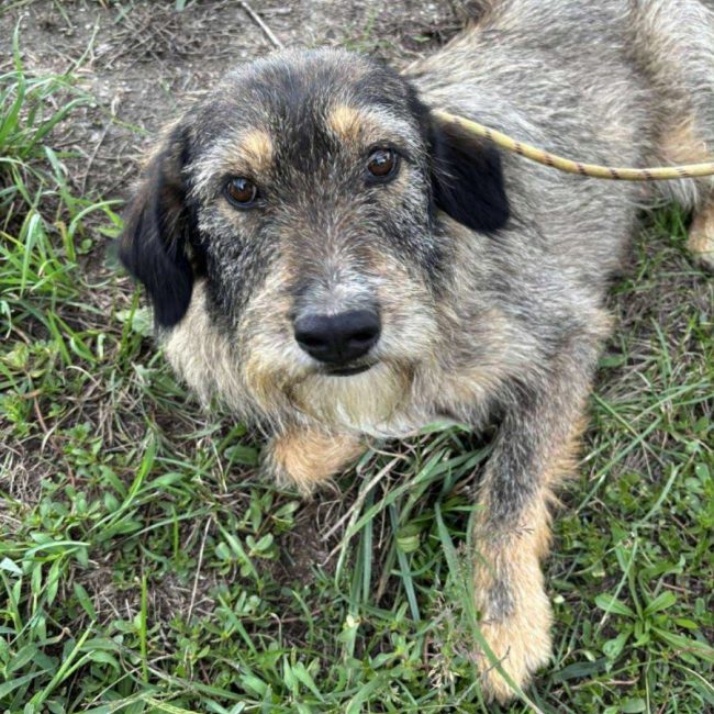 Lilly - Chien à adopter