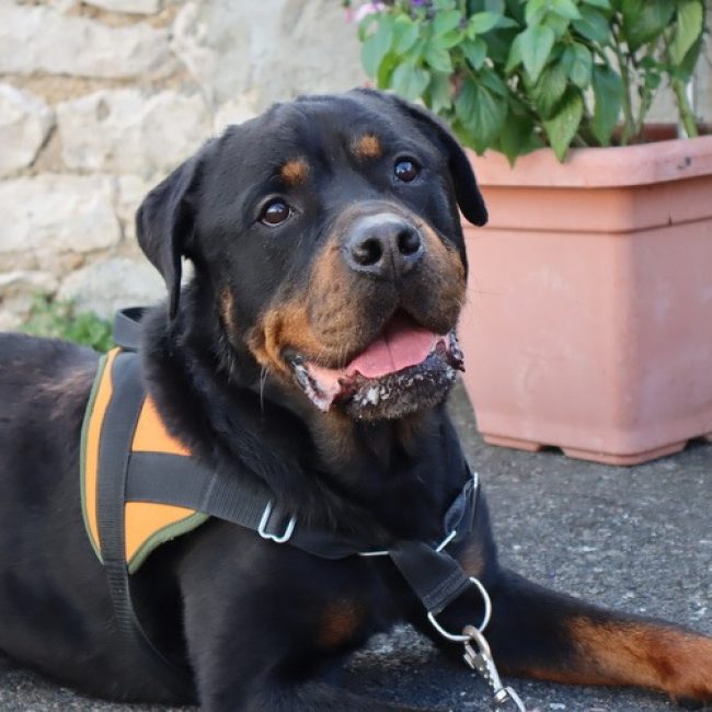 O'tempo - Chien Rottweiler à adopter