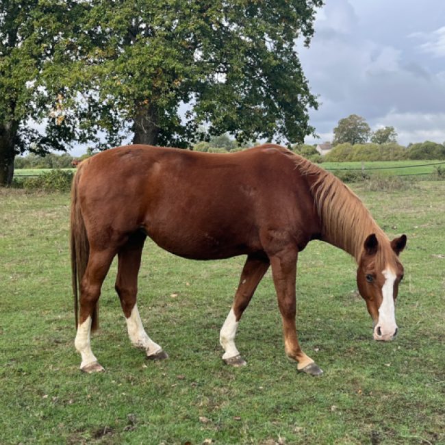 Lilly - Equidé Cheval à adopter