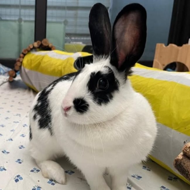 Kinan - Rongeur Lapin à adopter