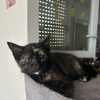 BELLA (à adopter avec PAGAILLE)