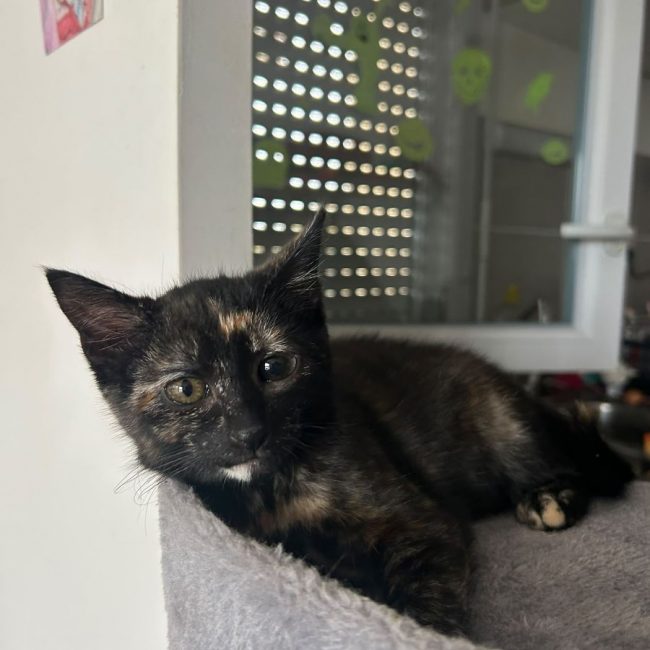 BELLA (à adopter avec PAGAILLE)