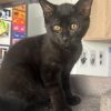 PAGAILLE (à adopter avec BELLA)