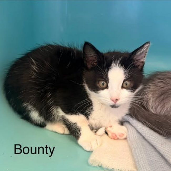 Bounty
