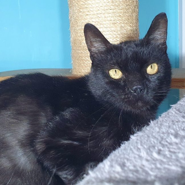 Sullyvan - Chat Européen à adopter