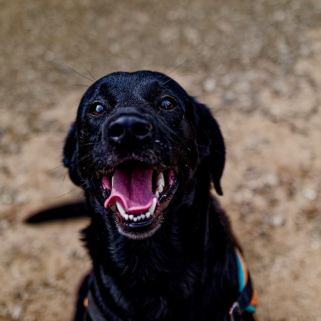 Sparky - Chien à adopter