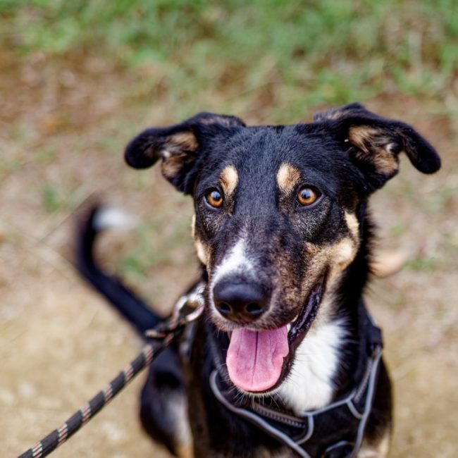 Aiko - Chien à adopter