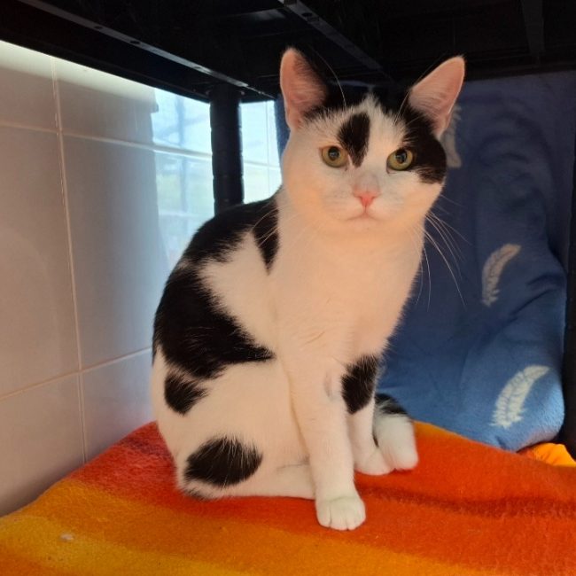 Croqueur - Chat Européen à adopter