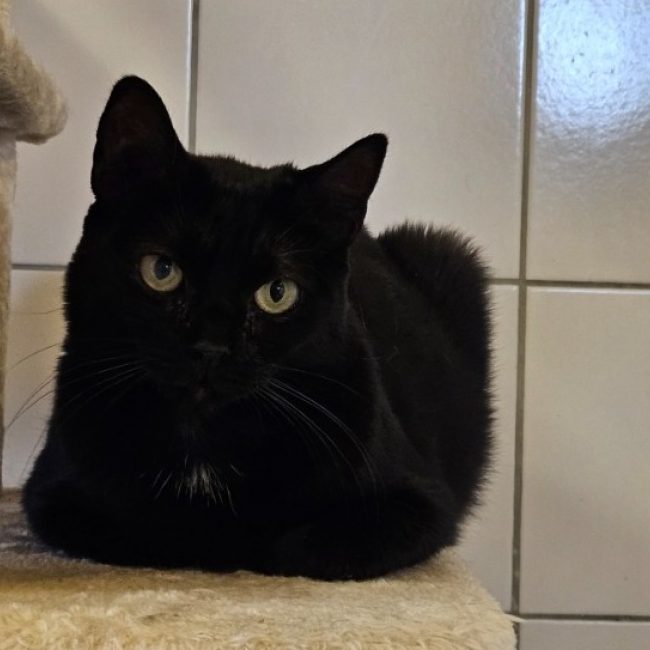 Indy - Chat Européen à adopter