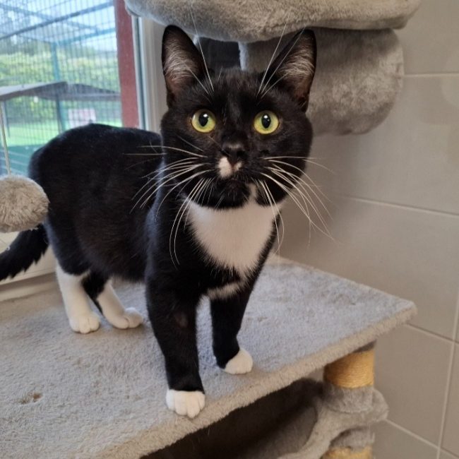 Grassouillet - Chat Européen à adopter